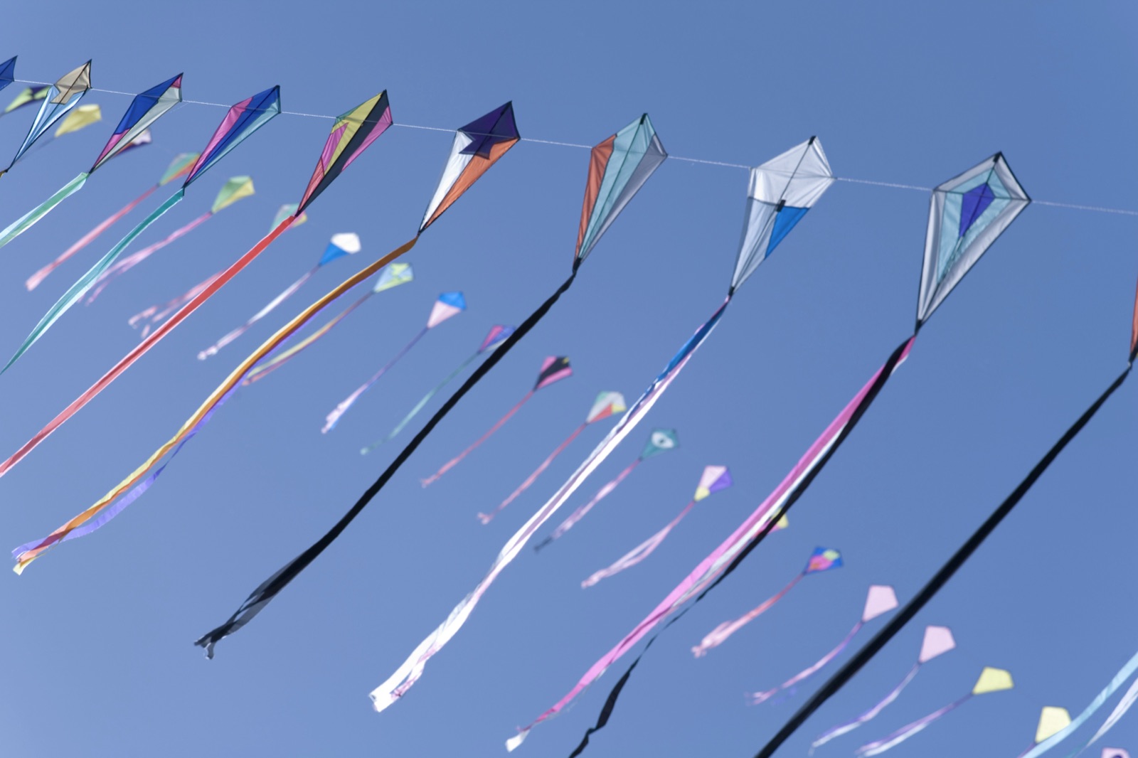 Many kites in the sky